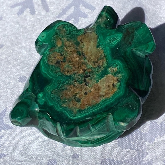 Malachite Turtle - Picture 7 of 16